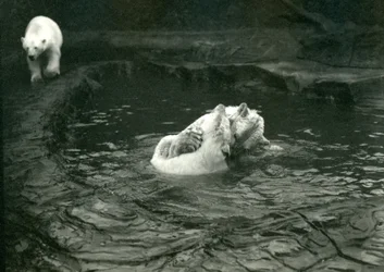 Zwei Eisbären tollen in ihrem Pool, während ein anderer vorbeigeht, London Zoo, Juni 1922